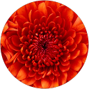 Marina puljić profile picture