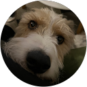 Iva Jocic profile picture